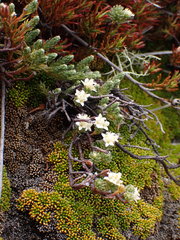 Kelleria villosa