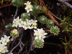Kelleria villosa