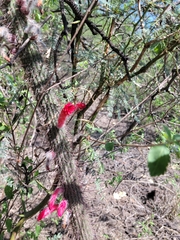 Cleistocactus baumannii
