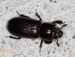 Aulacocyclus edentulus