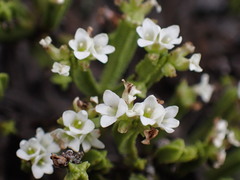 Veronica tetrasticha