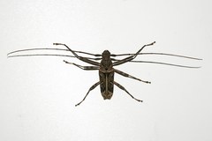 Macropophora accentifer