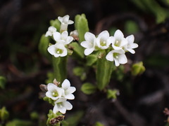Veronica tetrasticha