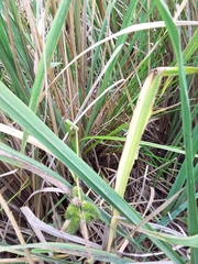 Carex polysticha