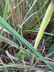 Carex polysticha