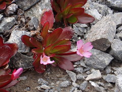 Epilobium crassum