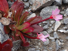 Epilobium crassum