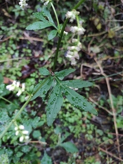 Artemisia lactiflora