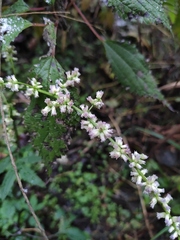 Artemisia lactiflora