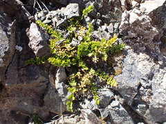 Gingidia decipiens