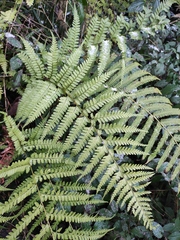 Microlepia pseudostrigosa