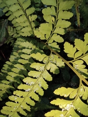 Microlepia pseudostrigosa