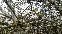 Chrysothrix granulosa