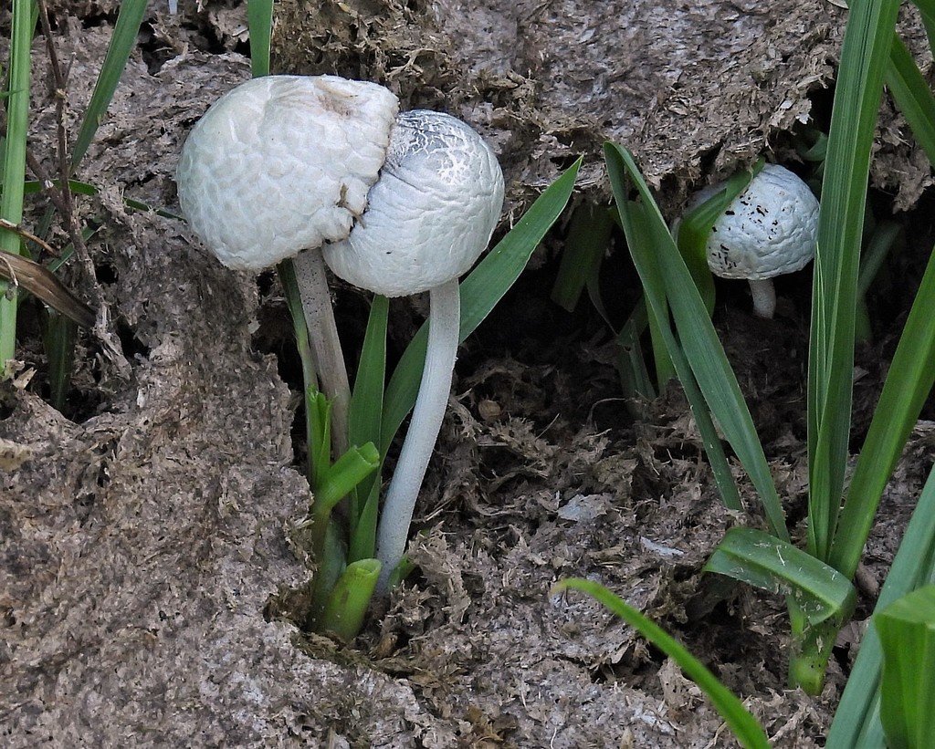 Panaeolus antillarum · December 2021 · photo: © hhulsberg (iNaturalist, cc-by)