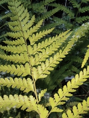 Microlepia pseudostrigosa