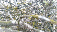 Chrysothrix granulosa