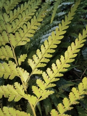 Microlepia pseudostrigosa