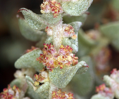 Atriplex parryi