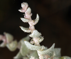 Atriplex parryi