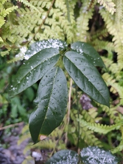 Derris fordii