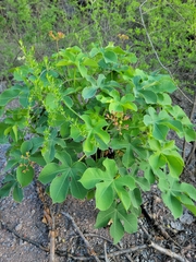 Jatropha hieronymi