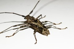 Macropophora accentifer