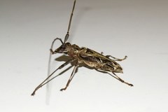 Macropophora accentifer