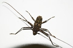 Macropophora accentifer