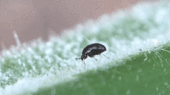 Orthoperus scutellaris