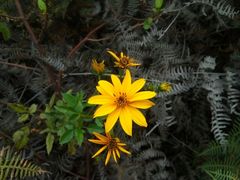 Bidens rubifolia