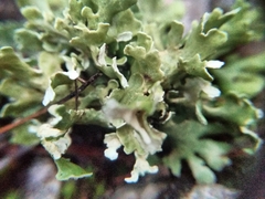 Cladonia convoluta