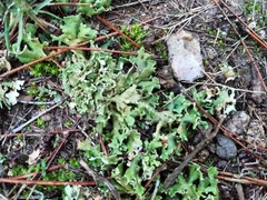 Cladonia convoluta