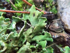 Cladonia convoluta