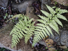 Microlepia pseudostrigosa