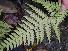 Microlepia pseudostrigosa