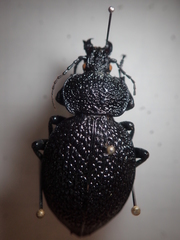 Carabus syriacus
