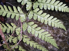 Microlepia pseudostrigosa