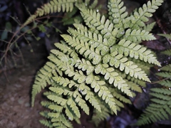 Microlepia pseudostrigosa