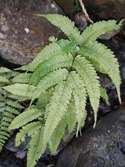 Pteris oshimensis
