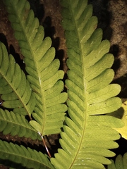Pteris oshimensis