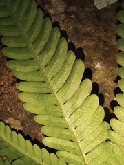 Pteris oshimensis