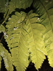 Pteris oshimensis