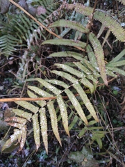 Christella acuminata