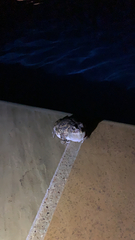 Sclerophrys gutturalis