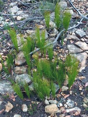Elegia microcarpa