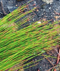 Elegia microcarpa