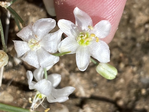 Albuca stapffii