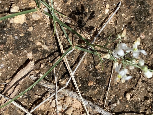 Albuca stapffii