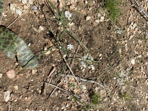 Albuca stapffii