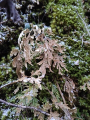 Selaginella moellendorffii